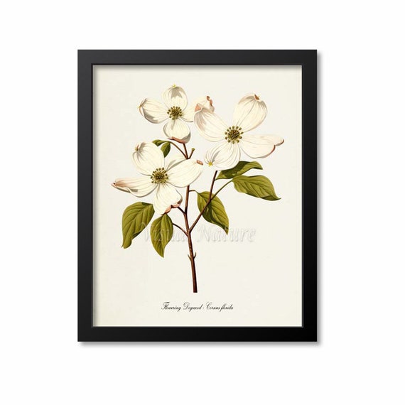 Dogwood Flower Botanical Art Print, Cornus Florida