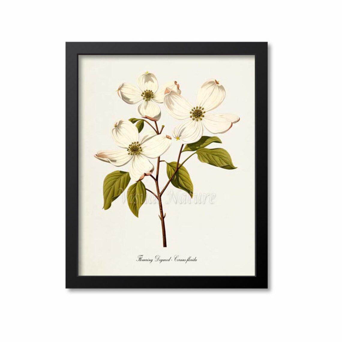 Dogwood Flower Botanical Art Print, Cornus Florida