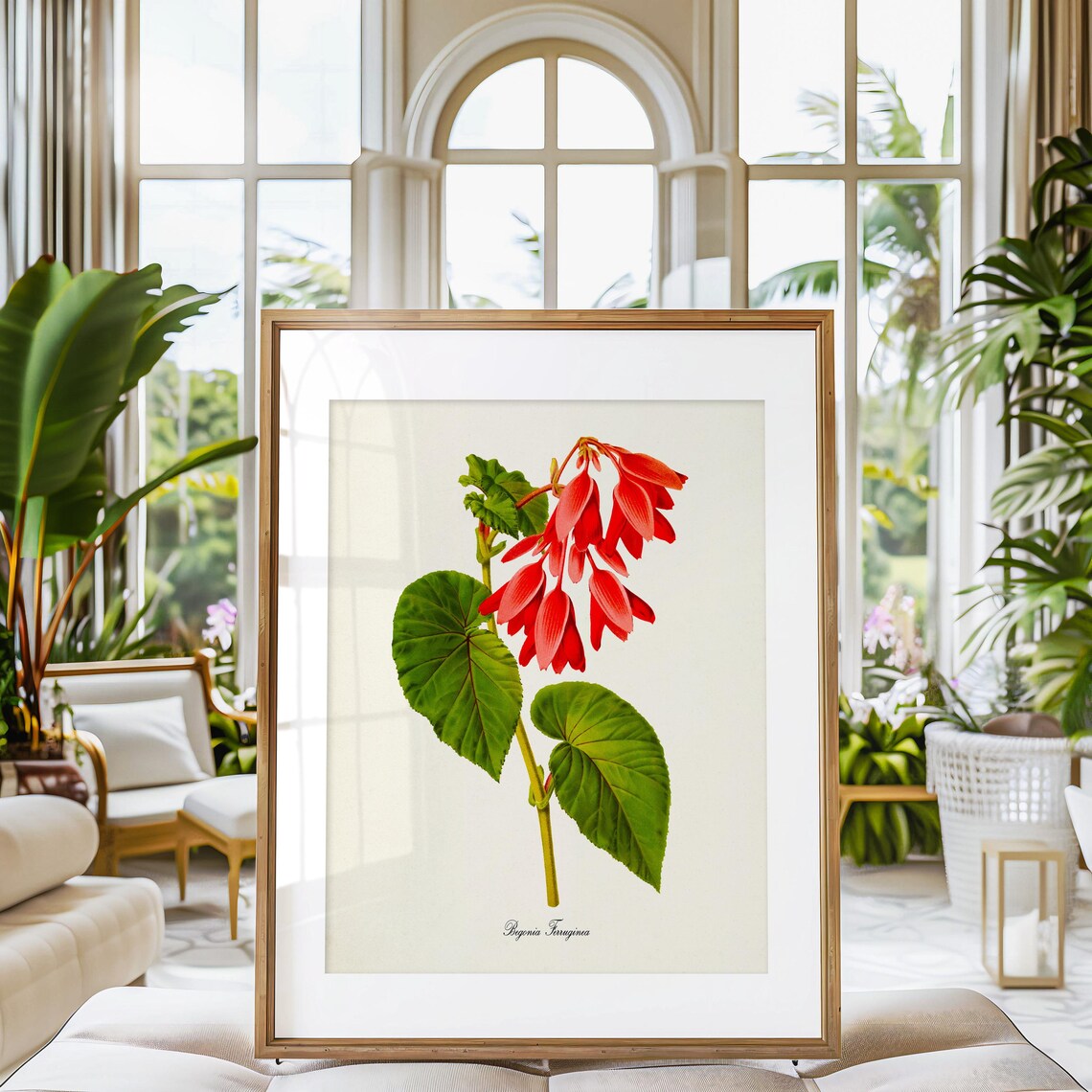 Begonia Ferruginea Botanical Art Print, Floral Wall Art - Image 3