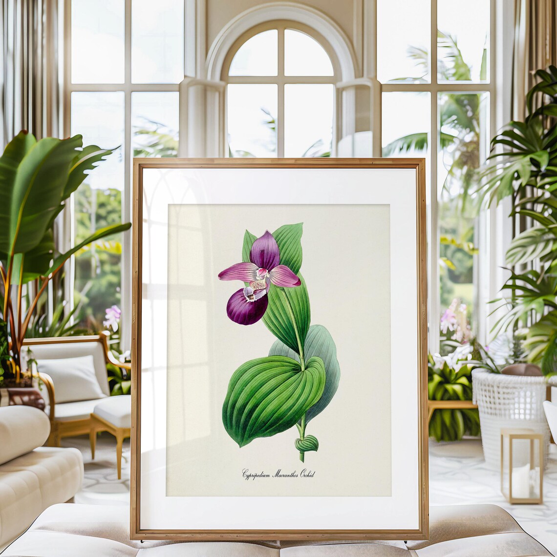 Cypripedium Macranthos Orchid Botanical Art Print - Image 3