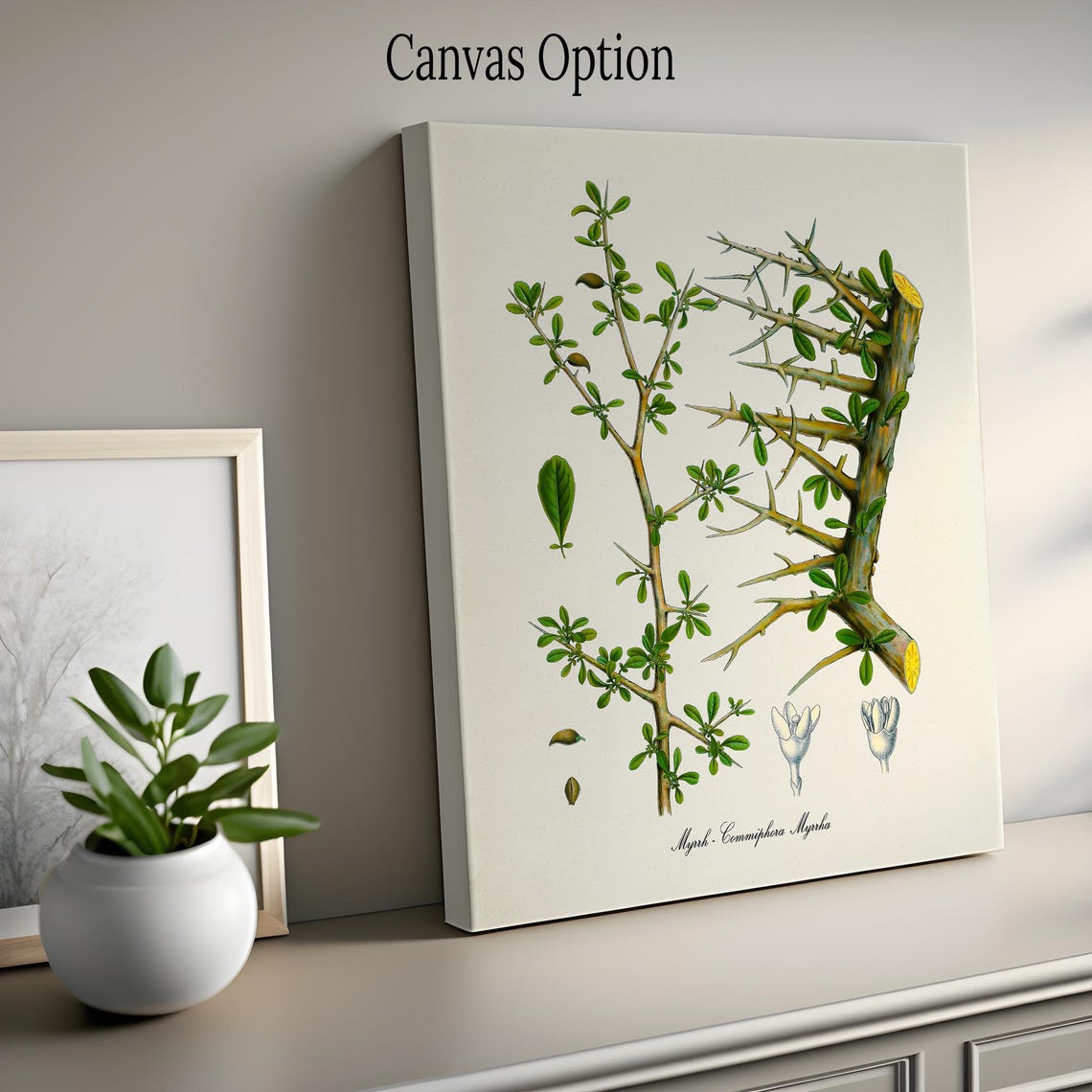 Myrrh Commiphora Myrrha Thorny Branch Antique Botanical Poster - Image 2