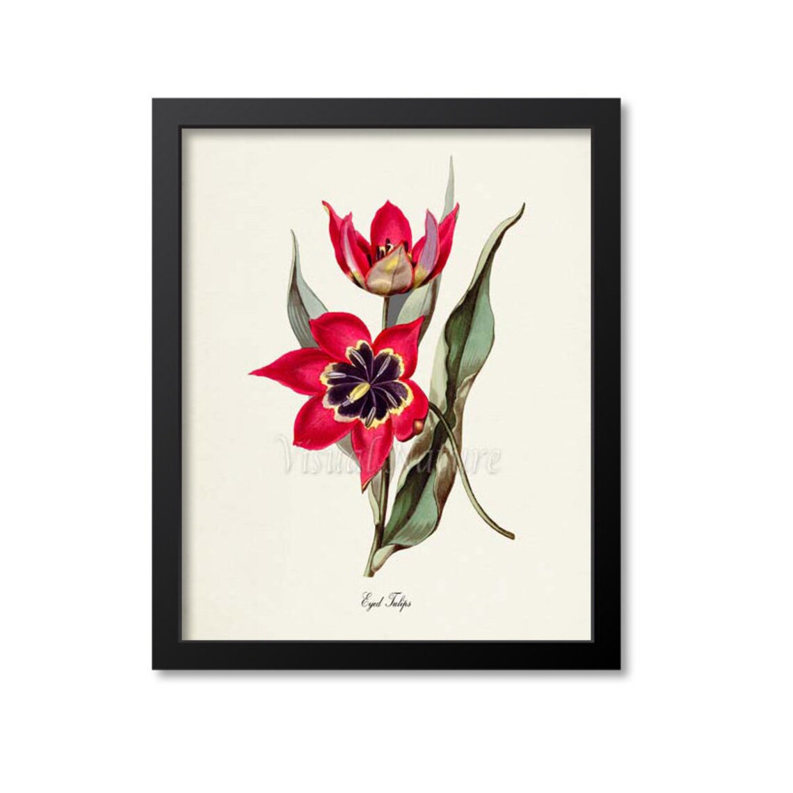 Eyed Tulip Flower Art Print, Red Botanical Print