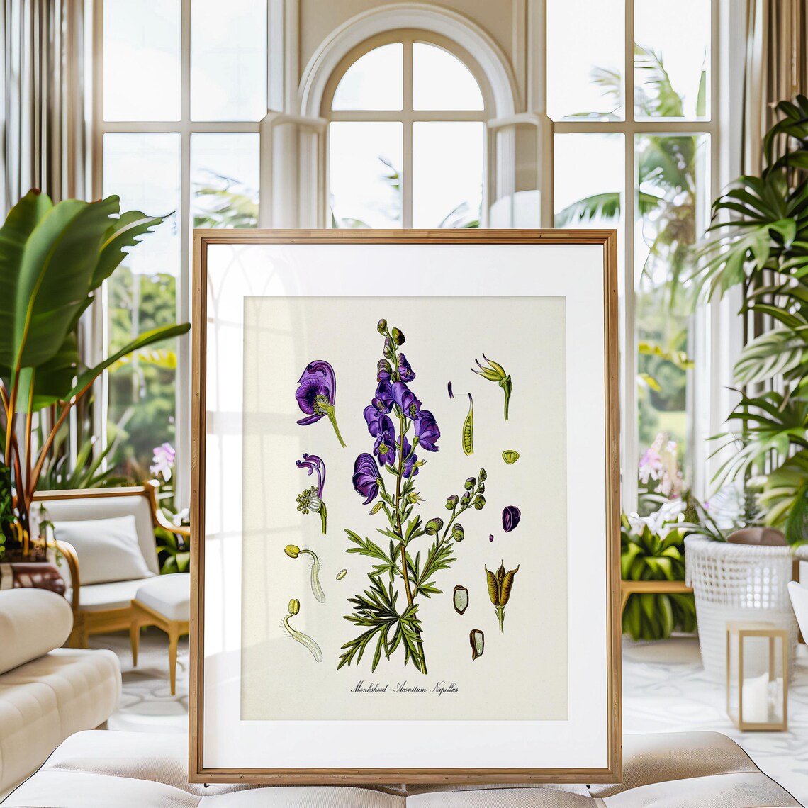 Monkshood Botanical Art Print, Medicinal Plant - Image 3