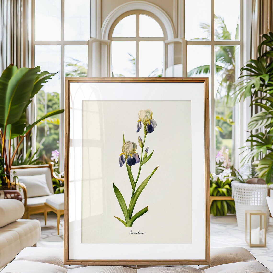 Tall Bearded Iris Botanical Art Print, Redoute Style - Image 3