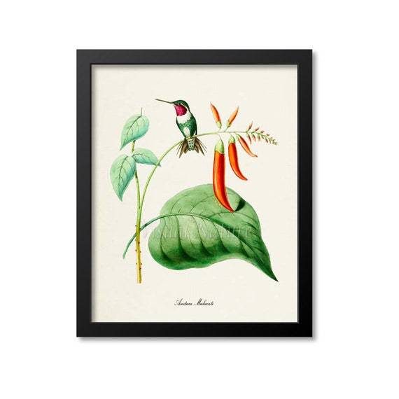 Hummingbird Garden Art Print, Floral Bird Poster
