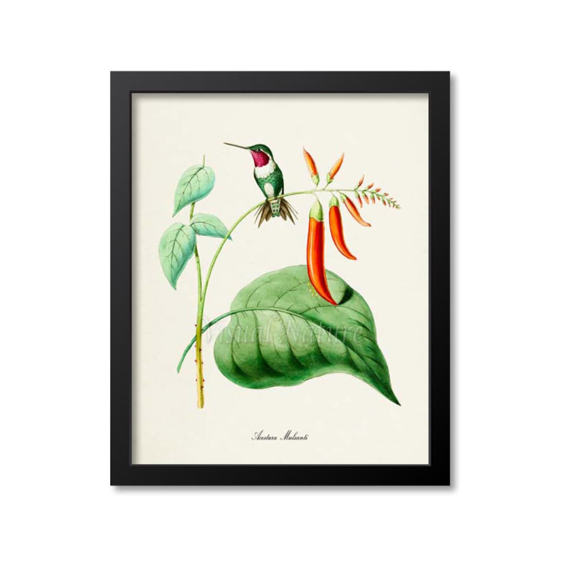 Hummingbird Garden Art Print, Floral Bird Poster