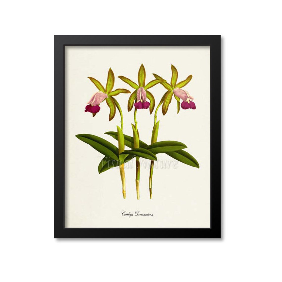 Cattleya Dormaniana Triple Stem Orchid Vintage Botanical Poster