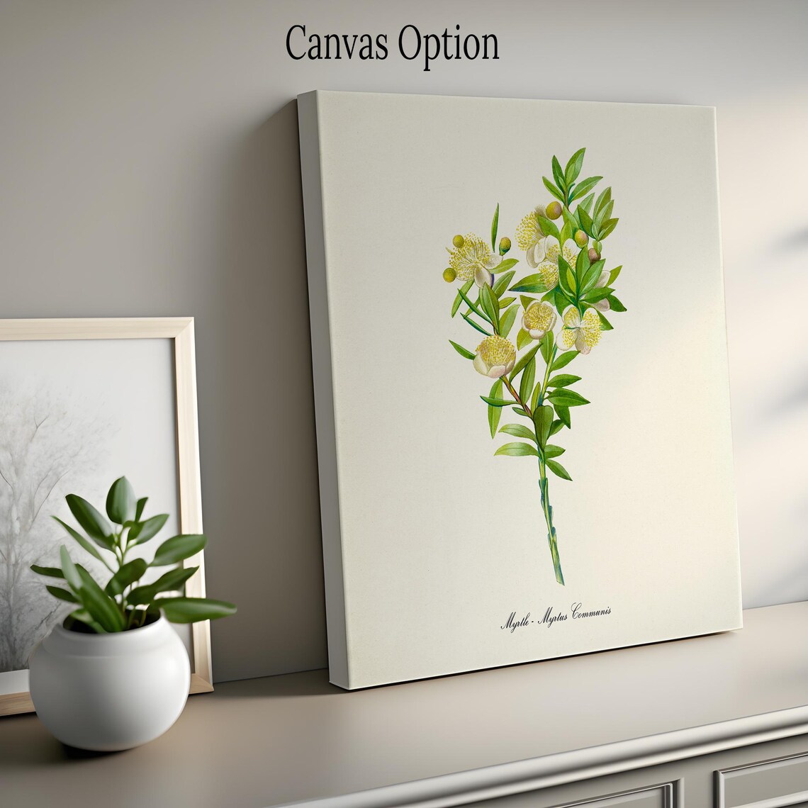 Myrtle Botanical Print, Myrtus Communis Art Print - Image 2