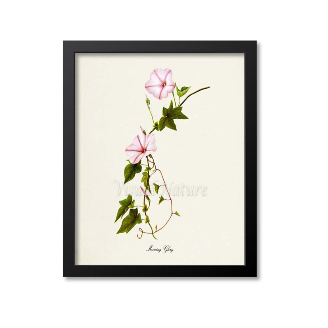Morning Glory Flower Art Print, Pink Botanical Floral