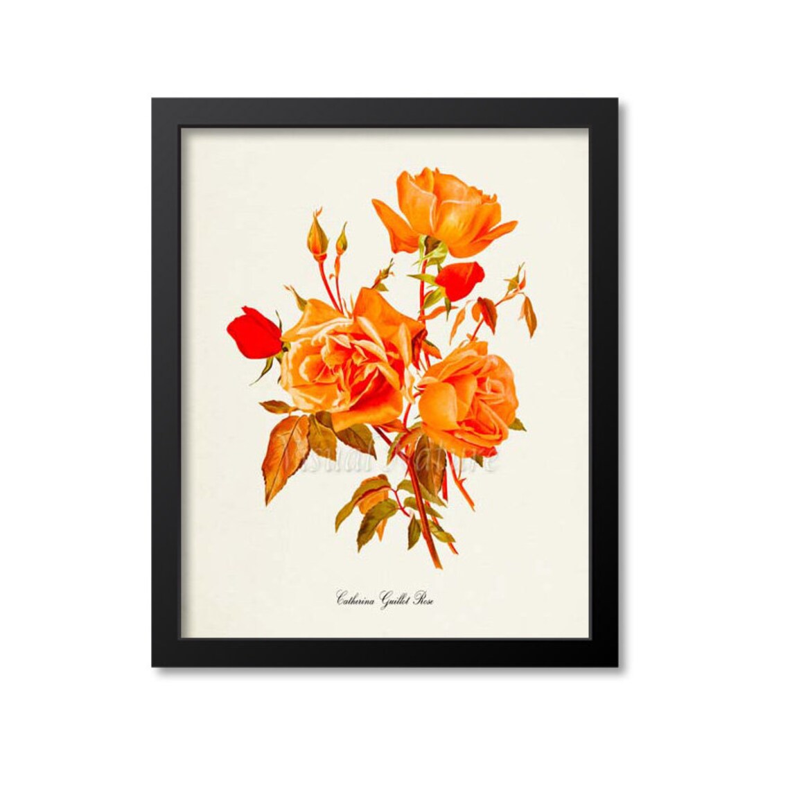 Catherina Guillot Rose Flower Botanical Art Print