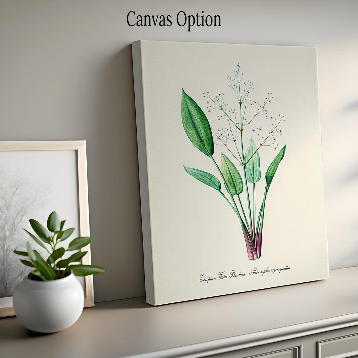 European Water Plantain Alisma Slender Leaves Botanical Art Poster - Image 2