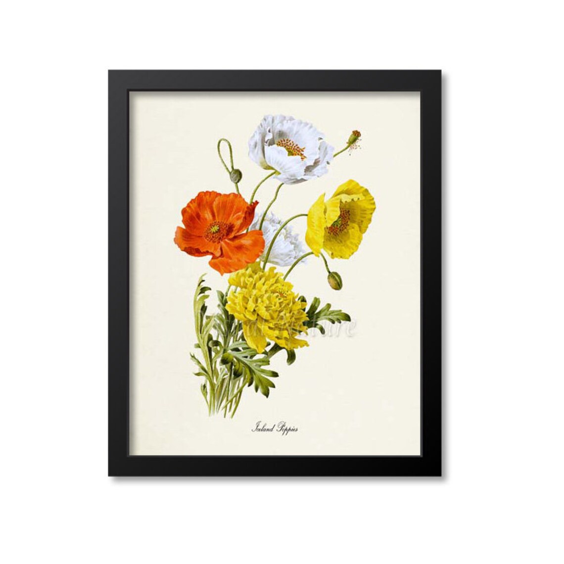 Iceland Poppies Botanical Art Print, Flower Bouquet