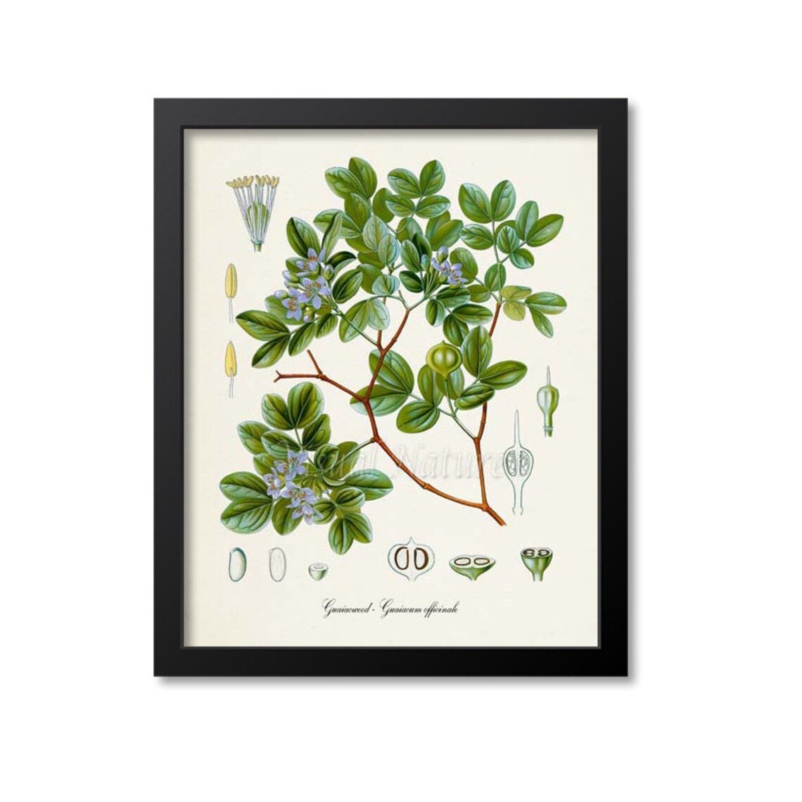 Guaiacwood Botanical Art Print, Jamaica Study
