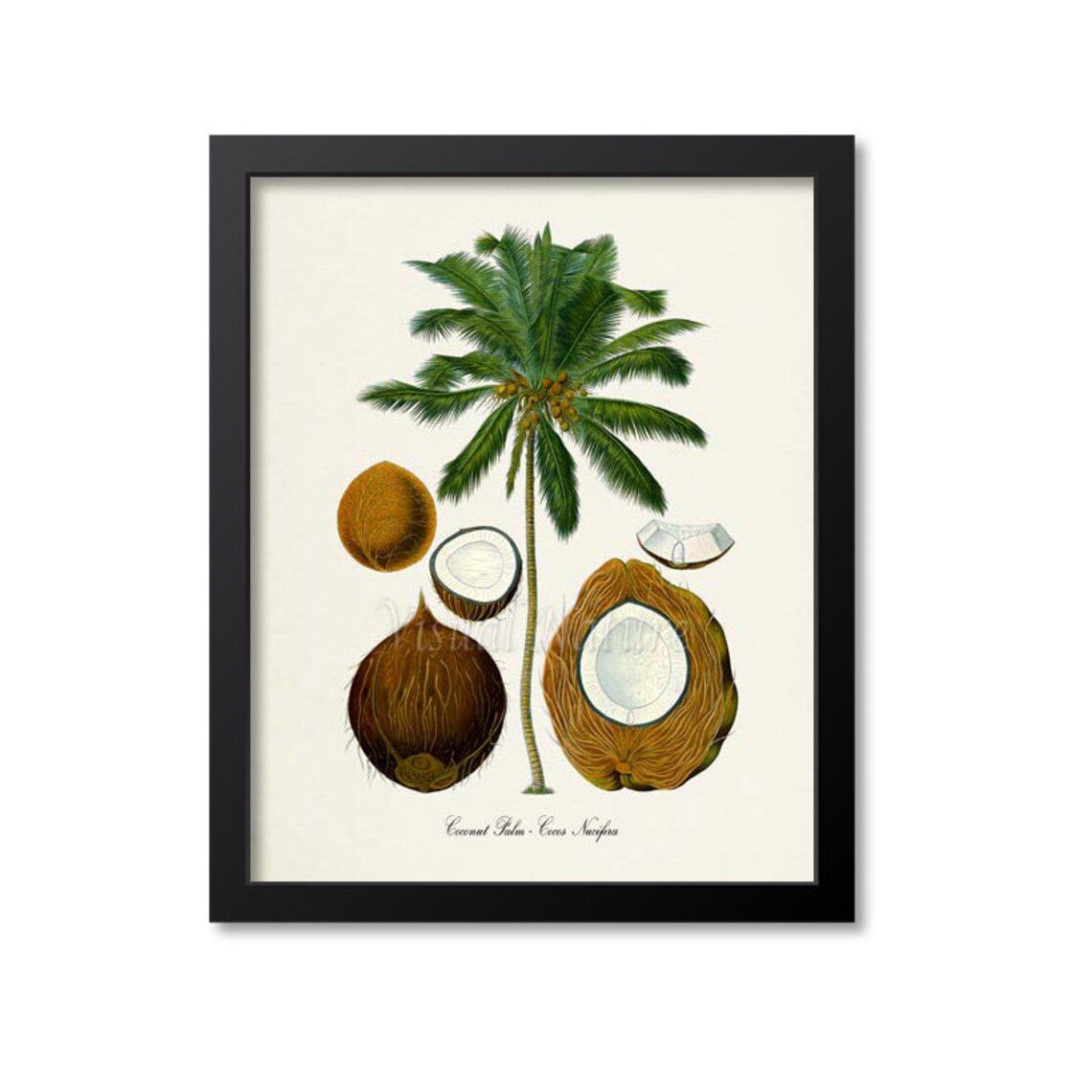 Coconut Palm Botanical Art Print, Tropical Plant
