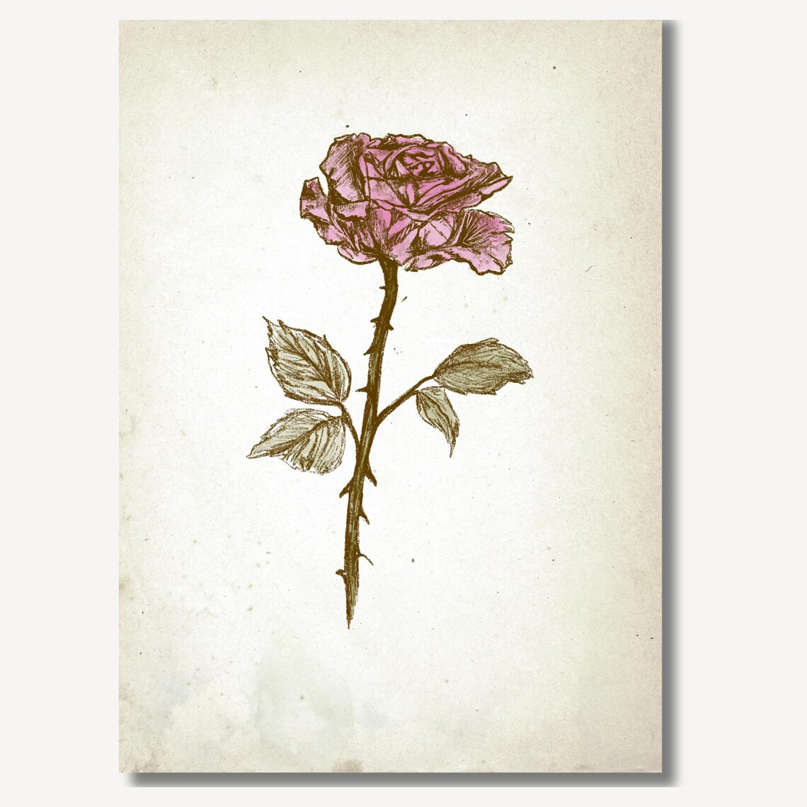 Single Pink Rose Botanical Sketch Vintage Floral Gallery Wall Art - Image 2