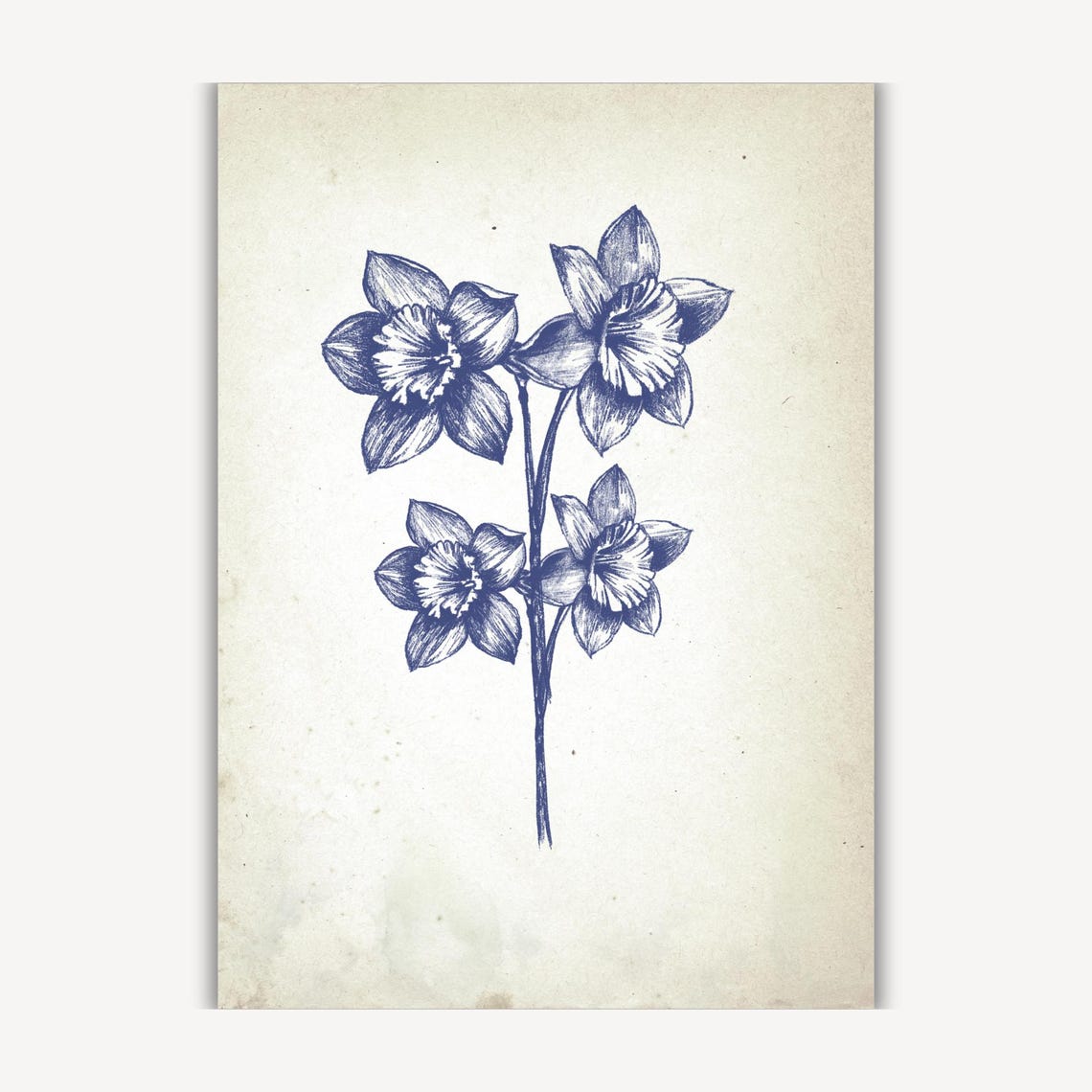 Cluster of Four Daffodils in Vintage Blue Botanical Art Poster - Image 3