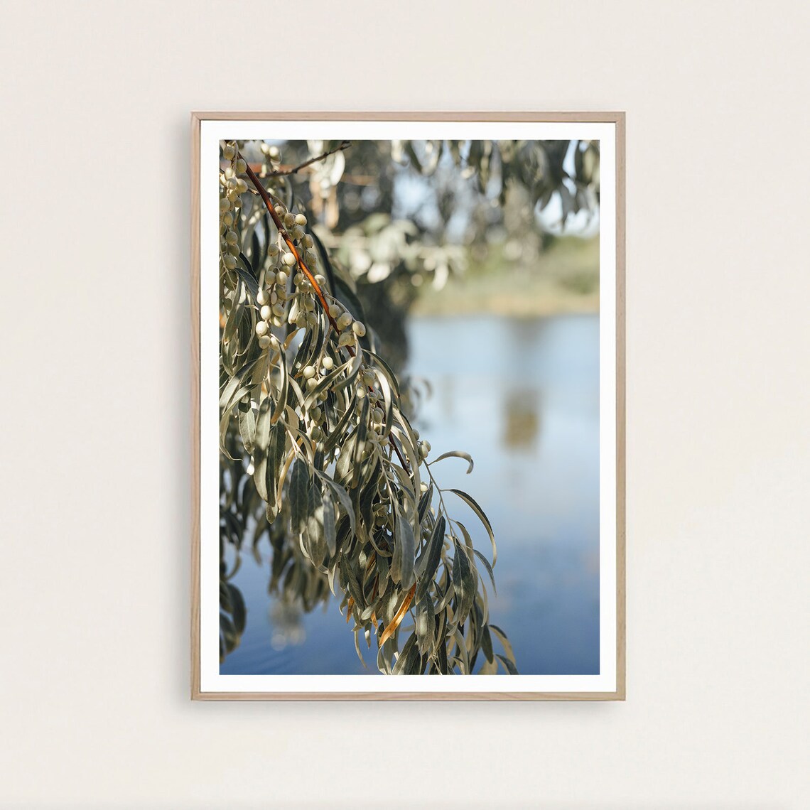 Silver Green Branches With Berries Over Calm Water Nature Poster