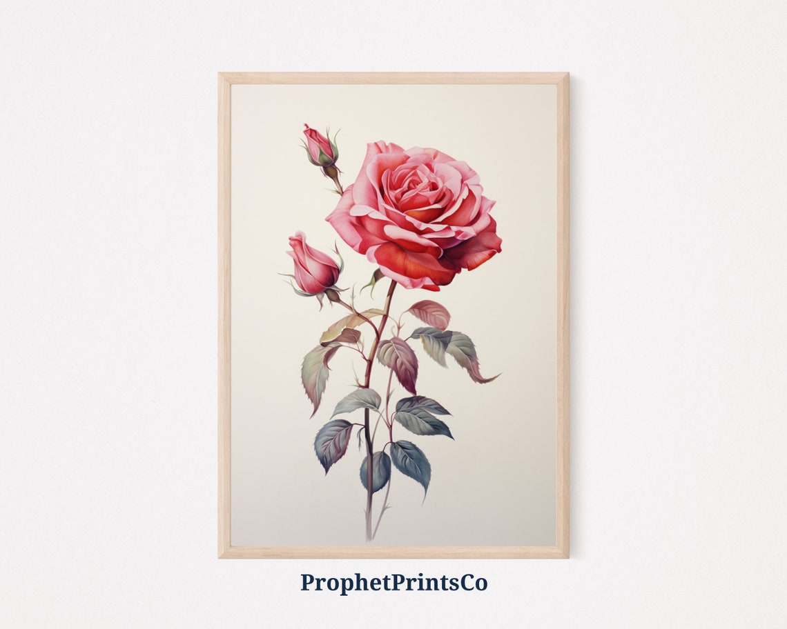 Vintage Pink Rose With Buds Botanical Floral Illustration Poster