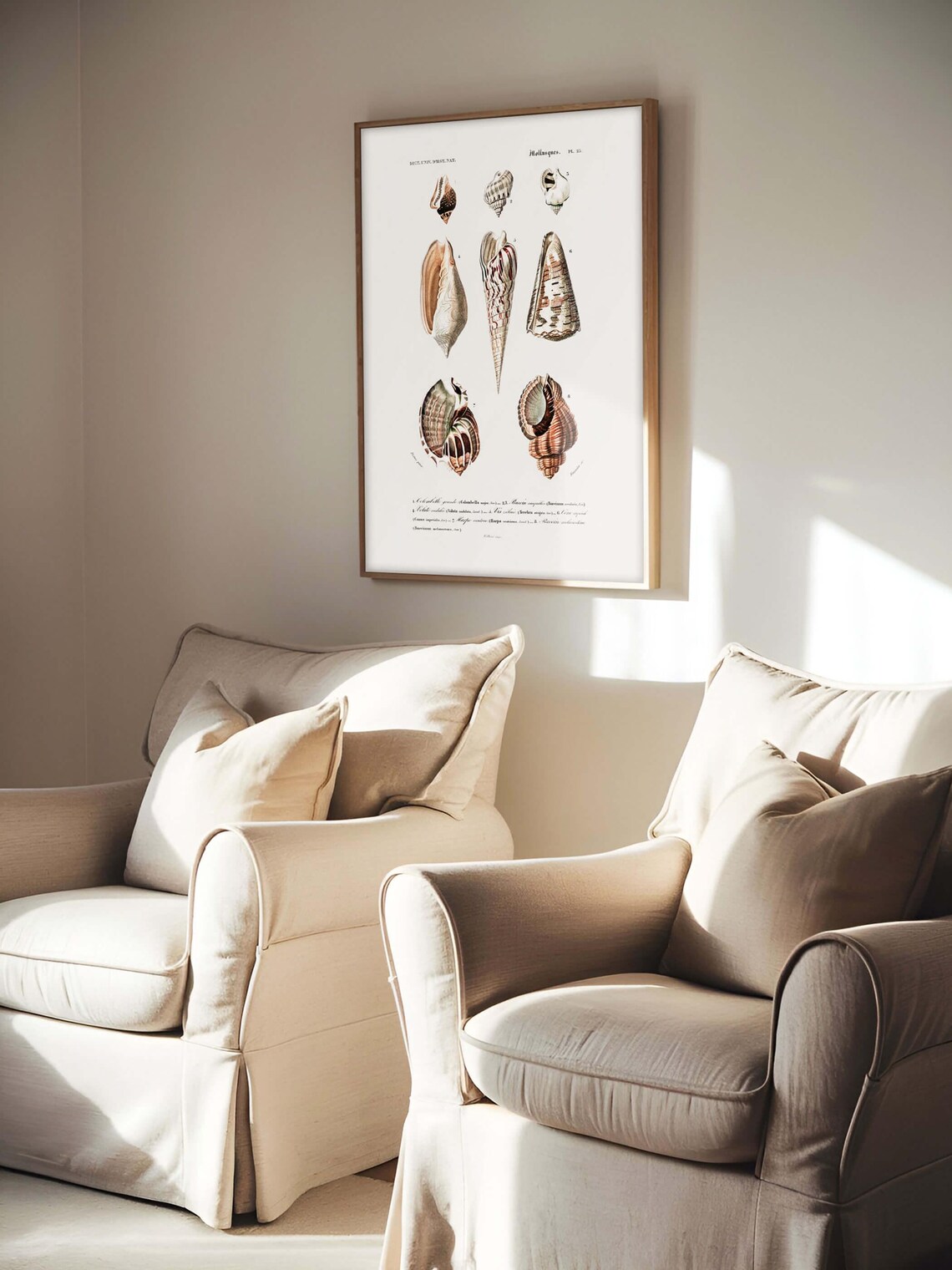 Shell Wall Art No 02, Vintage Seashell Art - Image 2
