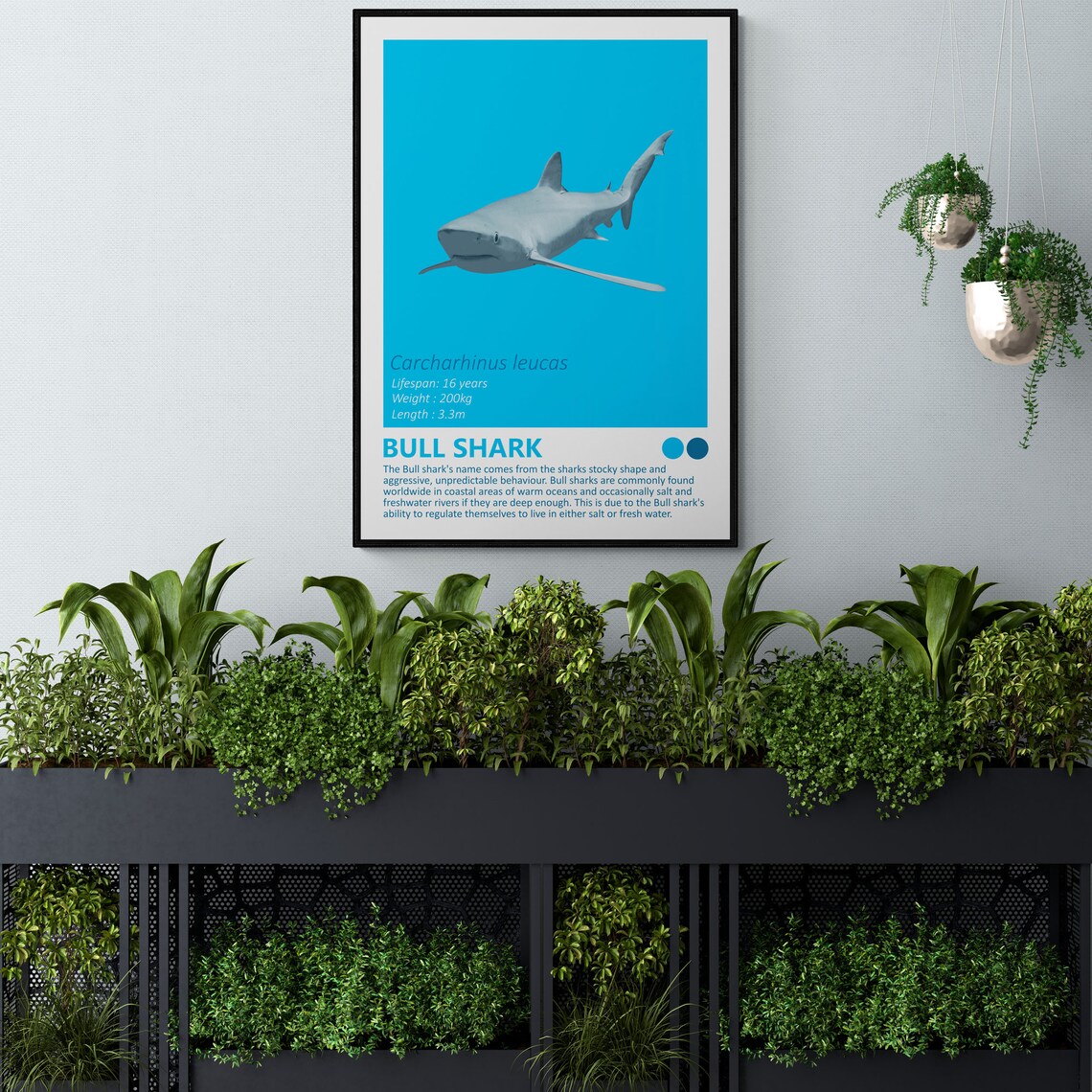 Bull Shark Carcharhinus Leucas Fierce Predator Ocean Wall Art - Image 3