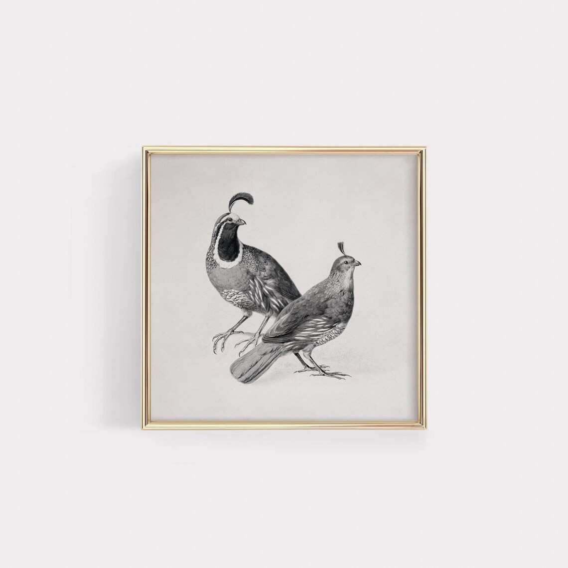 Gambels Quail Vintage Black And White Art Print - Image 4