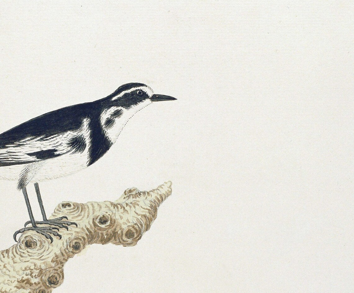 African Wagtail Vintage Bird Painting, Neutral Decor Art - Image 3