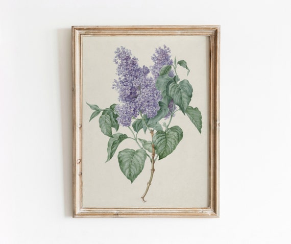 Lilacs Vintage Botanical Art Print, Purple Floral Still Life