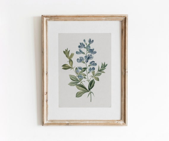 Blue Sweet Pea Vintage Botanical Watercolor Art Print