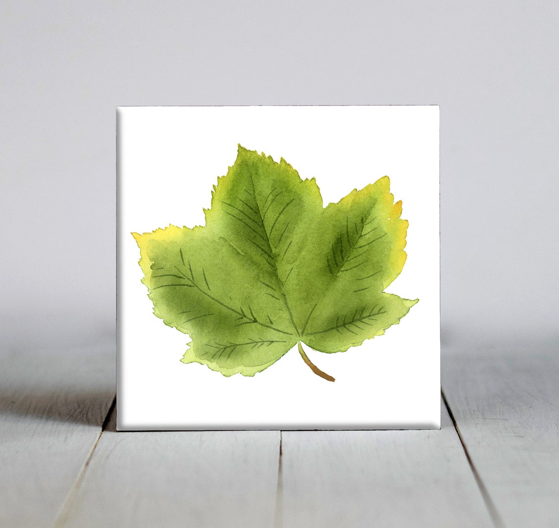 Fresh Green Sycamore Leaf Botanical Watercolor Nature Poster