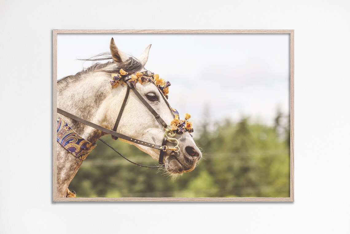 Gray White Horse Profile With Decorative Floral Bridle Photo Poster