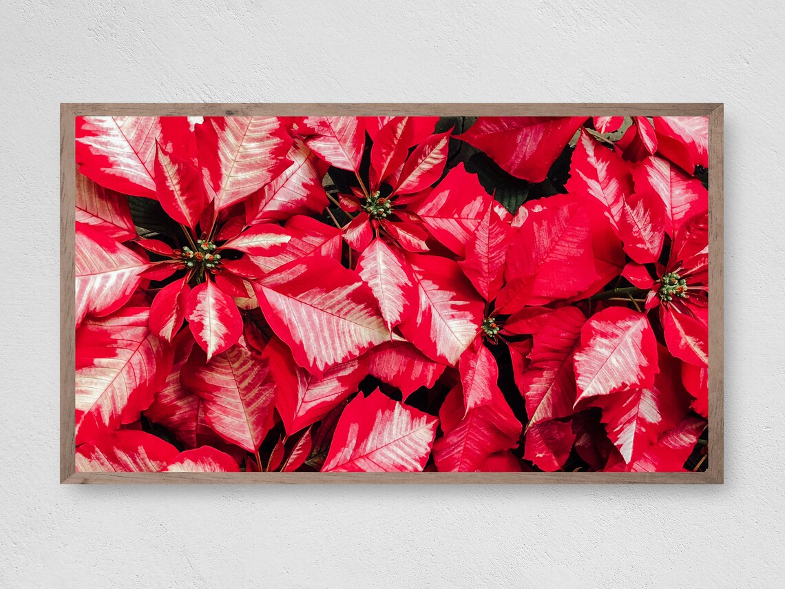 Red Poinsettia Blooms Close Up Christmas Flower Photo Poster
