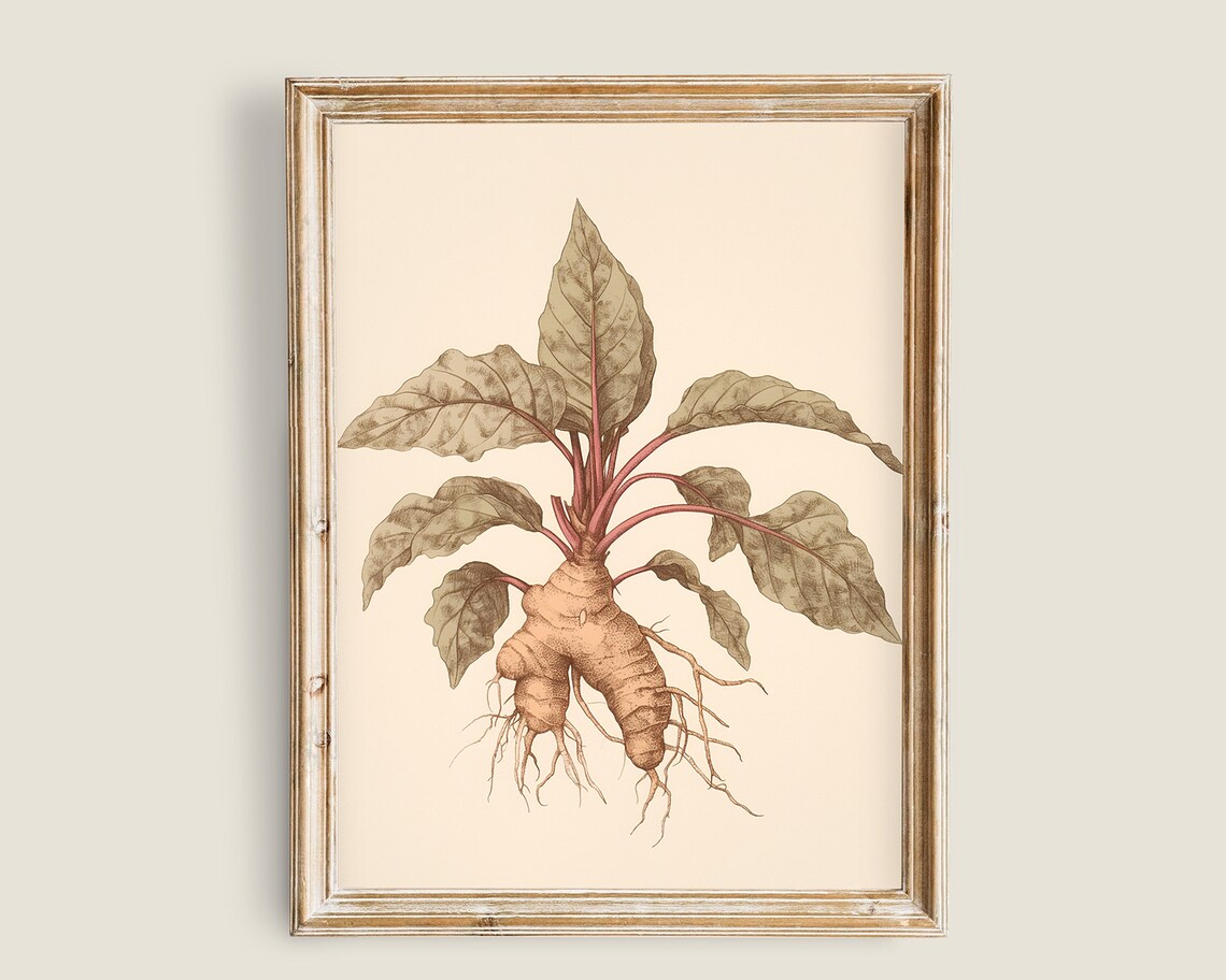 Vintage Botanical Illustration Of Ginger Root Plant With Roots Print