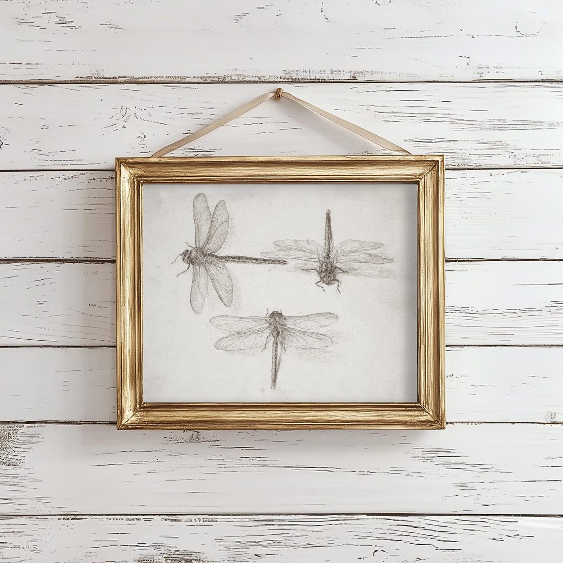 Three Dragonflies Fine Etching Natural History Insect Poster - Image 4