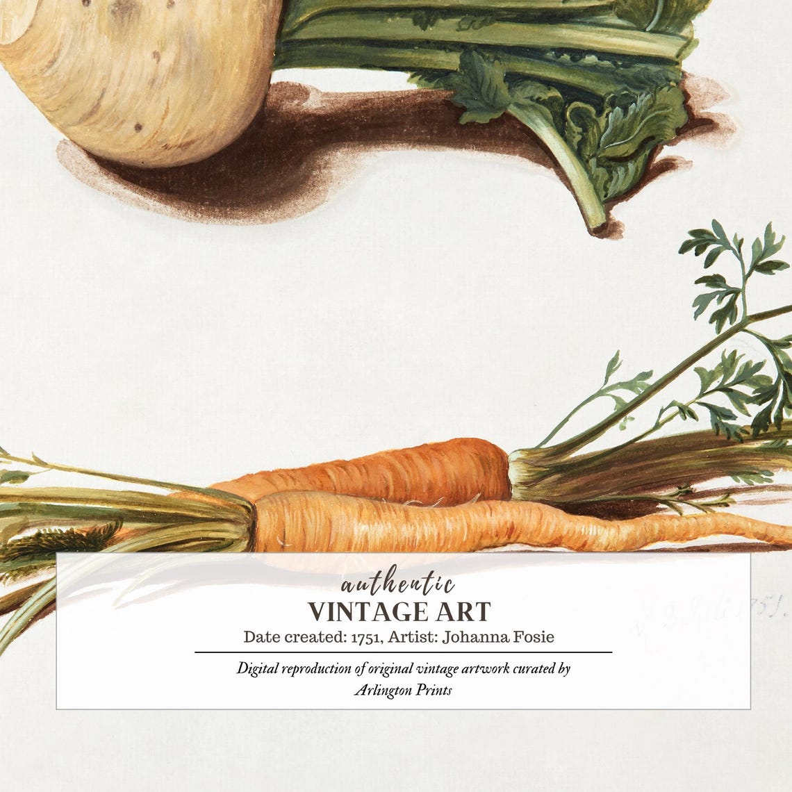 Vintage Botanical Study of Turnip and Carrots Root Vegetable Print - Image 6