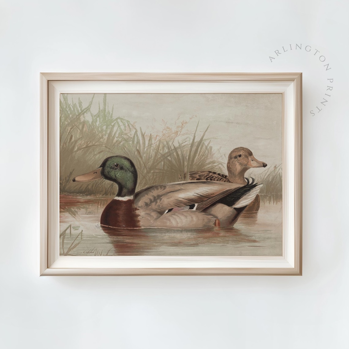 Mallard Ducks Pair Swimming Vintage Wildlife Pond Nature Art Poster