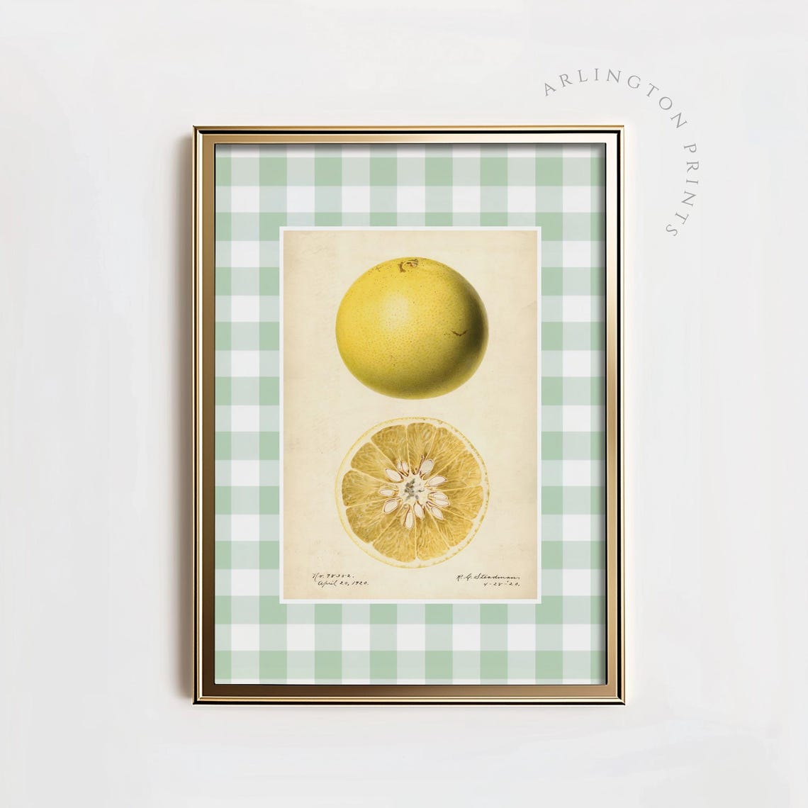Vintage Grapefruit Botanical Illustration Green Gingham Kitchen Poster