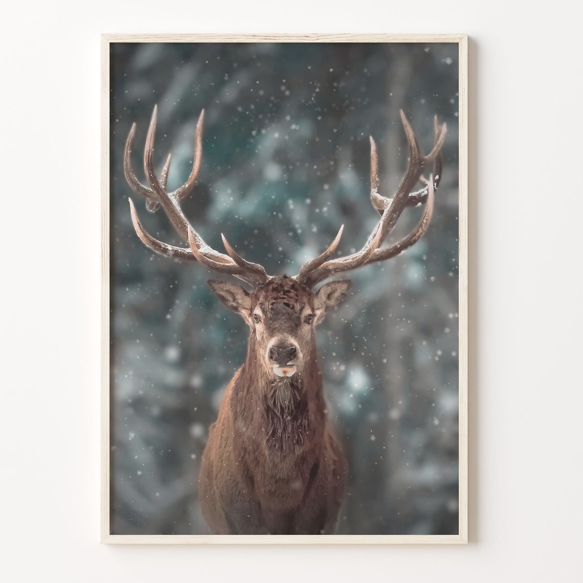 Red Deer Stag Portrait In Falling Snow Winter Wildlife Poster