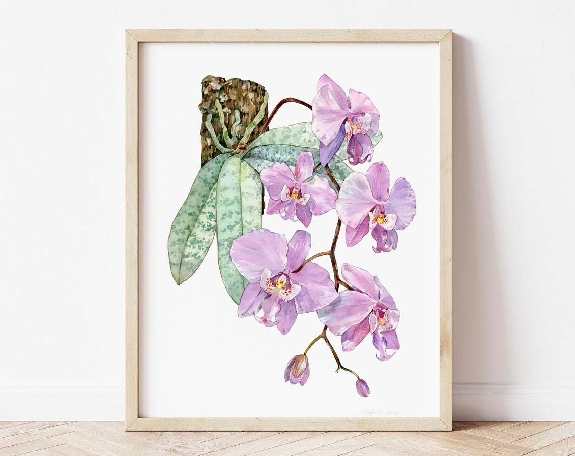 Phalaenopsis Schilleriana Pink Orchid Watercolor Bloom Poster