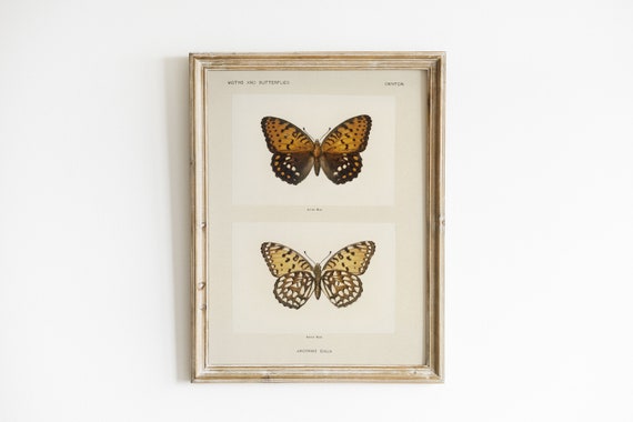 Vintage Butterfly Art Vintage Illustration Nursery Decor Neutral Art Art