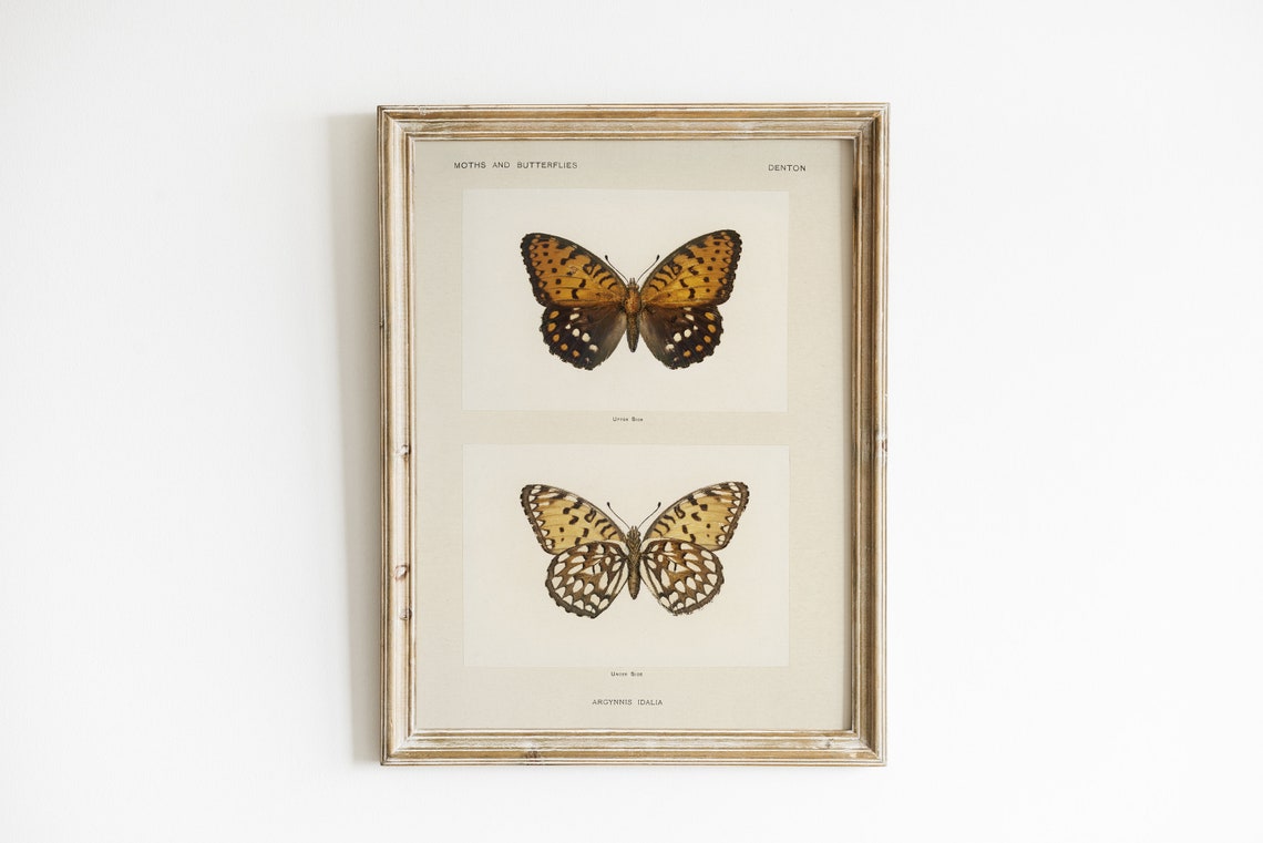 Vintage Butterfly Art Vintage Illustration Nursery Decor Neutral Art Art