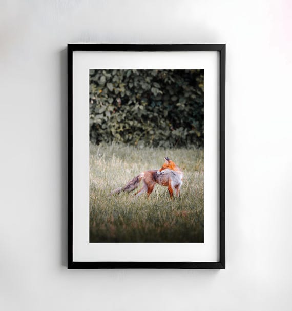 Wild Red Fox Standing Alert in a Green Summer Meadow Photo Poster