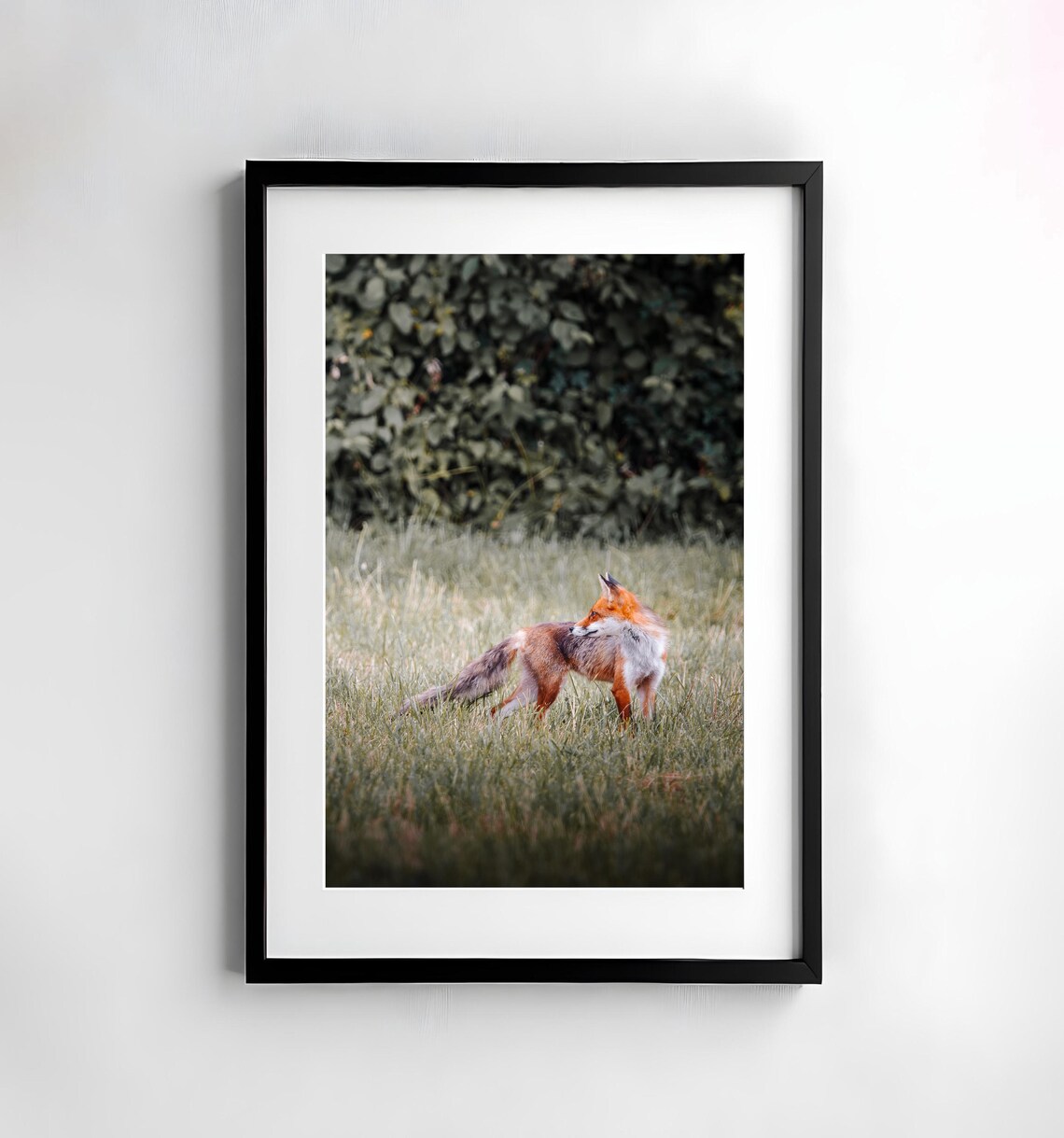 Fox Photography Nature Wall Art Poster Print Nature Photography Decor Art Wall Decoration Wild Animal Animal Photography