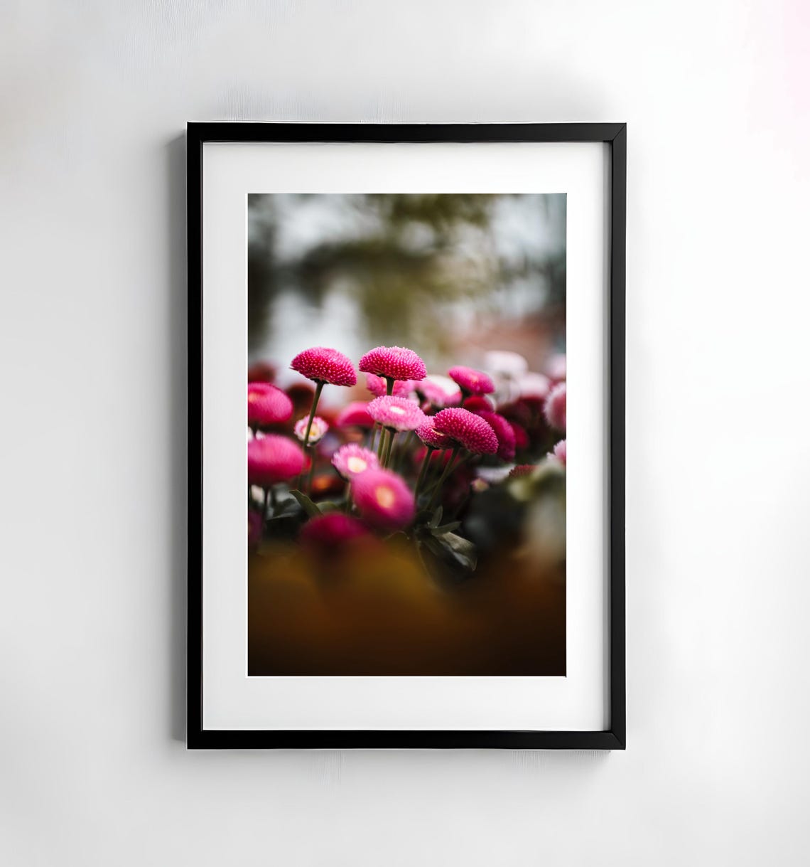 Pink Pompon Daisy Blooms in Macro Spring Garden Photography Poster