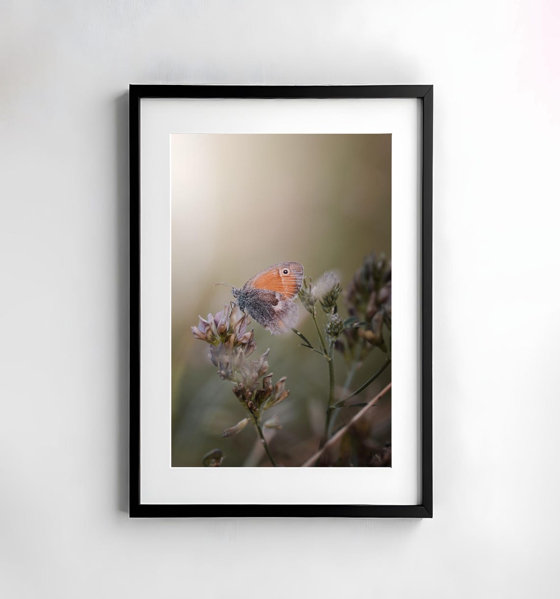 Orange Heath Butterfly Resting on Pale Wildflowers Macro Poster