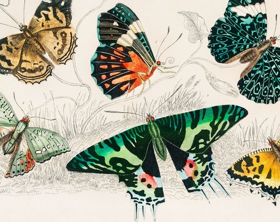 Collection Of Butterflies 1820 Rare Antique Hand Coloured Lithograph Giclee Print Framedunframed