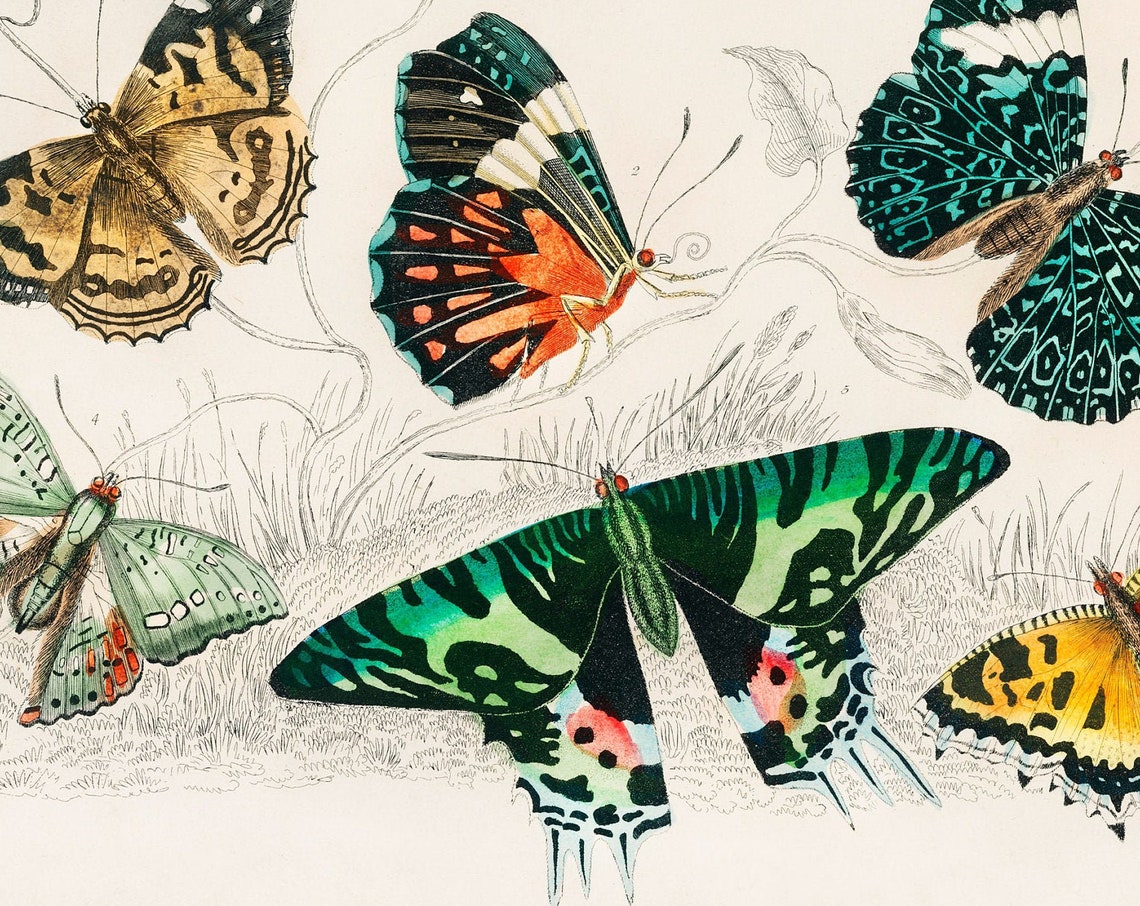 Collection Of Butterflies 1820 Rare Antique Hand Coloured Lithograph Giclee Print Framedunframed