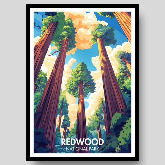 Redwood National Park Giant Redwood Forest Canopy View Poster