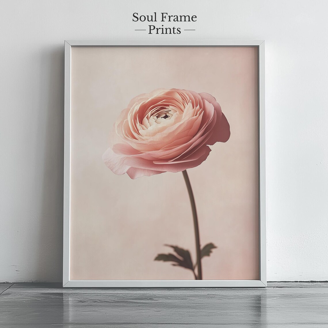 Dusty Pink Ranunculus Bloom Print Minimalist Floral Photography Art