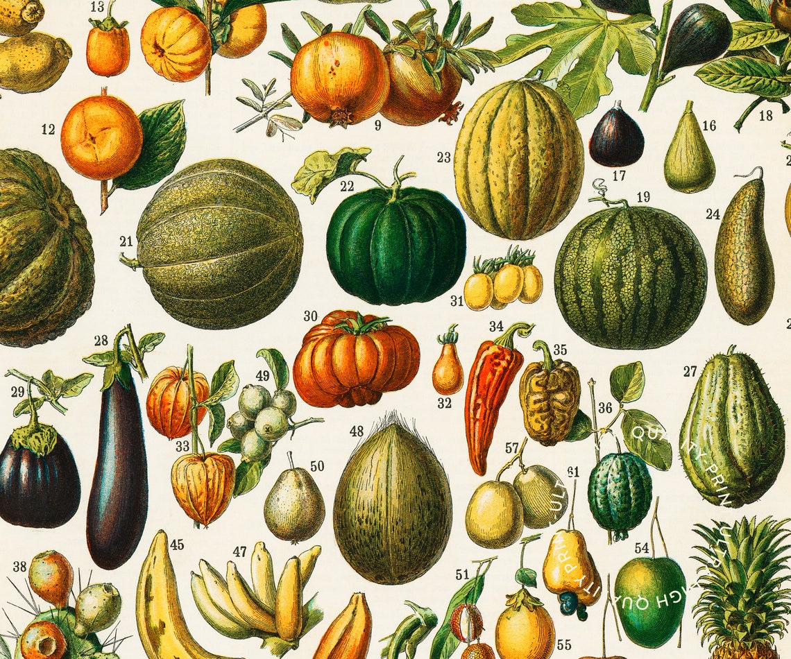 Vintage Fruits Chart Retro Botanical Illustration Kitchen Food Poster - Image 5