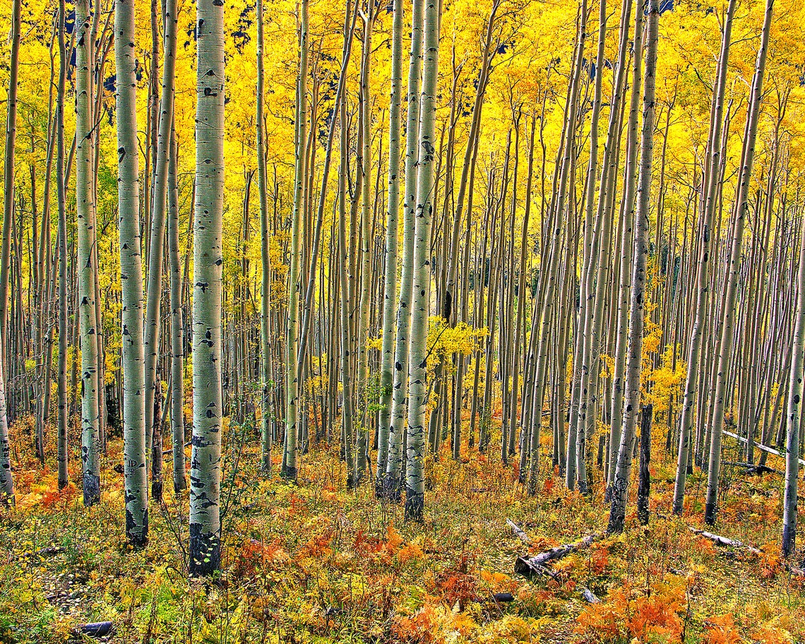 Sunlit Golden Aspen Grove with White Trunks Autumn Forest Poster